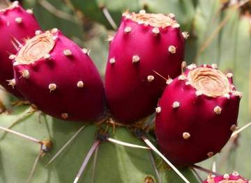 Buah Kaktus, Buah Eksotis dengan Segudang Manfaat Kesehatan