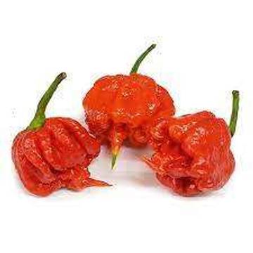 Pepper X, Pecahkan Rekor Dunia Sebagai Cabai Terpedas