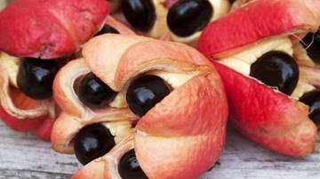 Aki, Buah Langka dari Hutan Tropis yang Mendunia