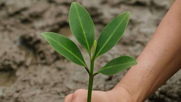 Apa Perbedaan Mangrove dan Bakau