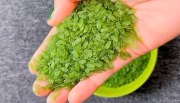Beras Bambu, Pangan Alternatif Ramah Lingkungan
