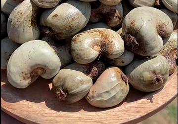 Manfaat Mengonsumsi Kacang Mete untuk Kesehatan Tubuh
