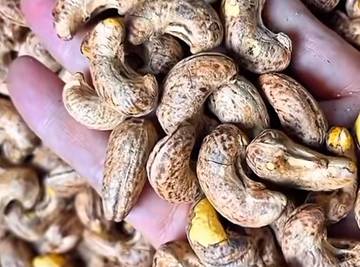 Proses Pembuatan Kacang Mete. Dari Kebun sampai Kemasan