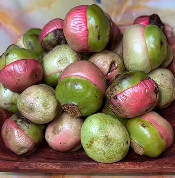 Kalangkala, Buah Hutan Terlupakan tapi Kaya Manfaat