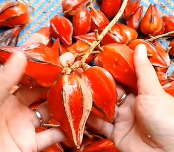 Ucong, Buah Eksotik Belimbing Hutan dari Kalimantan