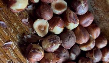 Kacang Hazelnut, Si Kecil Bernutrisi Tinggi, Primadona Dunia