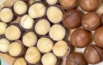 Macadamia, Kacang Renyah Kaya Nutrisi. Wajib Tahu