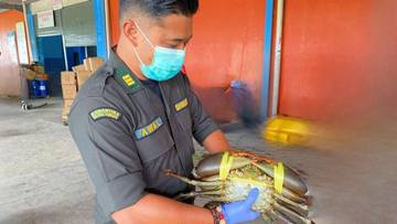 Karantina Papua Tengah Sertifikasi 2.000 Kepiting Ke Singapura