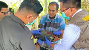 Karantina Papua Tengah Pantau HPIK dan Pemetaan JAI