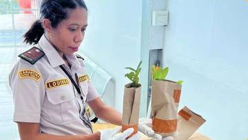 Pengiriman Bibit Sarang Semut: Karantina Tegaskan Pentingnya Pemeriksaan