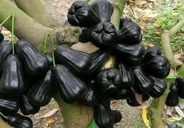 Jambu Air Hitam, Varietas Langka, Kaya Manfaat, Viral