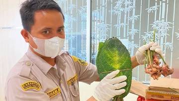 Diperiksa, Daun Gatal-Jahe Merah Papua Siap Ke Jakarta