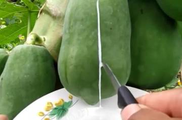 Getah Pepaya dan Manfaatnya yang Tersembunyi 