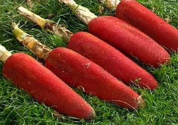 SMK Macida Kembangkan Produk Herbal Dari Buah Merah