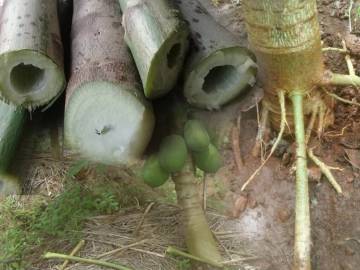 Batang Pepaya Miliki Segudang Manfaat bagi Kesehatan