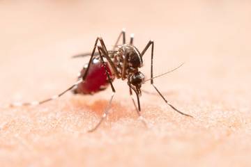 Strategi Berjalan, Kasus Malaria Kalibumi Tunjukkan Hasil Positif