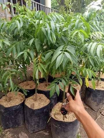 Daun Kedondong Kaya Manfaat untuk Kesehatan Alami