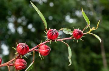 Bunga Rosella Merah, Tanaman Herbal Populer