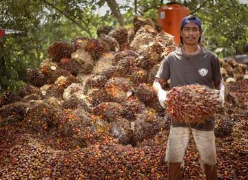 Harga CPO Terus Merosot Empat Hari Berturut-turut