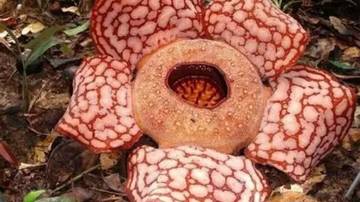 Rafflesia hasseltii sebagai Indikator Keutuhan Ekosistem Hutan Tropis