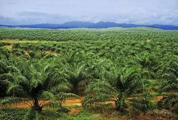 Stop Ekspansi Sawit, Kembalikan Tanah Adat Papua