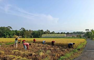 Bulog Serap Gabah Nasional Hingga Papua