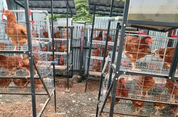 Yayasan Peduli Difabel Nabire Kelola Ternak Ayam Petelur