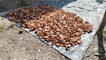 Usaha Kopra dan Arang Batok di Sondregeasi, Nisel