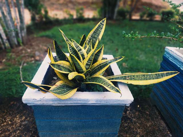 Lidah Mertua, Salah Satu Tanaman Pembersih Udara