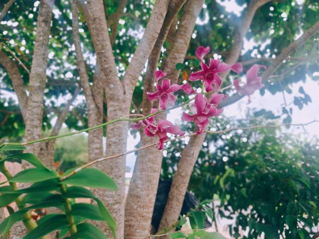 Anggrek Bulan, Pesona Bunga Nasional Indonesia yang Menawan