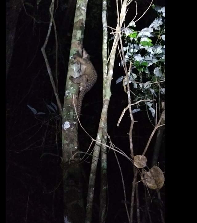 Trenggiling Dilindungi Terekam Smart Patrol di TNKM Perbatasan