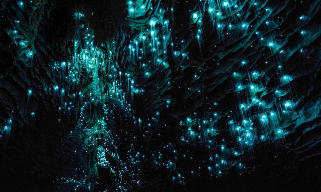 Keindahan Cacing Bercahaya di Waitomo Glowworm Caves