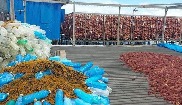 Stabilkan Harga, Pemkab Fungsikan Resi Gudang Rumput Laut