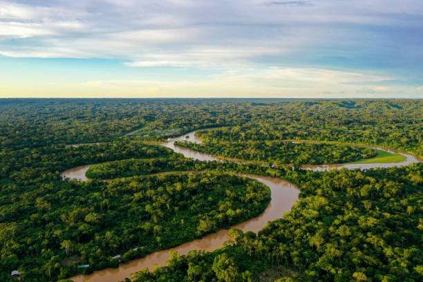 Fenomena Hutan Amazon yang Berubah Menjadi Mesin Pemanas 