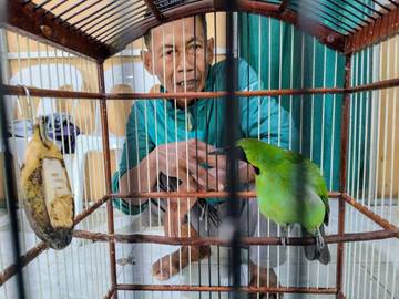 Mengenal Motivasi Penghobi Burung Kicau dari Nunukan