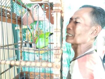 Kicau Mania Nunukan Siap Sambut Lomba Kicau Mania Bupati Cup-I