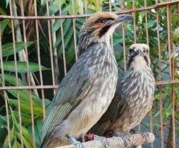 Lomba Burung Kicau Bangkitkan Ekosistem dan Konservasi 