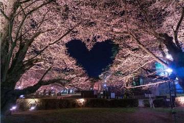 Taman Hirosaki, Destinasi Ikonik Menikmati Bunga Sakura