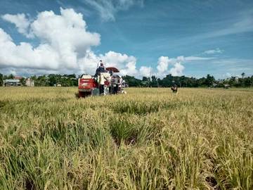 Brigade Pangan di Nunukan Terus Meningkatkan Hasil Panen