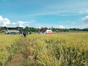 Kelompok Tani Maju Bersama Panen Raya Padi