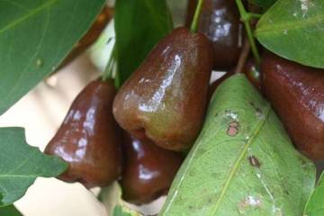 Jambu Air Black Diamond Buah Asli dari Indonesia