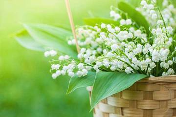 Fakta Unik Bunga Lily Of The Valley 