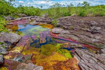 Cano Cristales Danau Warna Warni Kolombia
