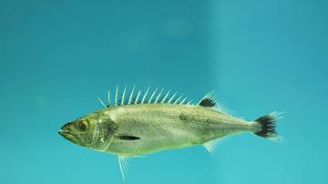 Kenapa Oilfish Dianggap Ikan Terlarang?