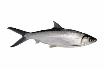 Omega 3 Pada Ikan Belanak Sangat Tinggi