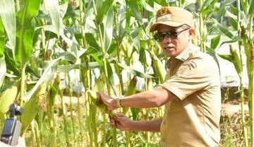 Panen Jagung di Srinanti Dorong BUMDes Motor Ekonomi-Desa