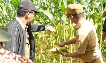 Bupati Nunukan Minta Desa Optimalkan Potensi Pertanian Lokal