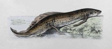 Lungfish Ikan Bisa Hidup Di Darat Tanpa Air