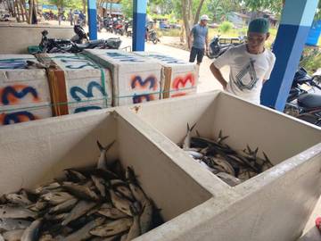 Agen Ikan Siap Tambah Pasokan Jelang Ramadan 2026