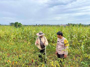 Polsek Sebuku Dampingi Warga Siapkan Lahan Jagung Pipil